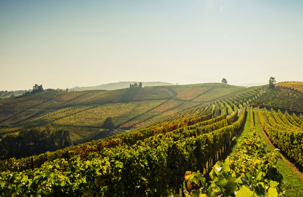 /settori/agricolture/hager-partners-agricolture-anteprima.jpg